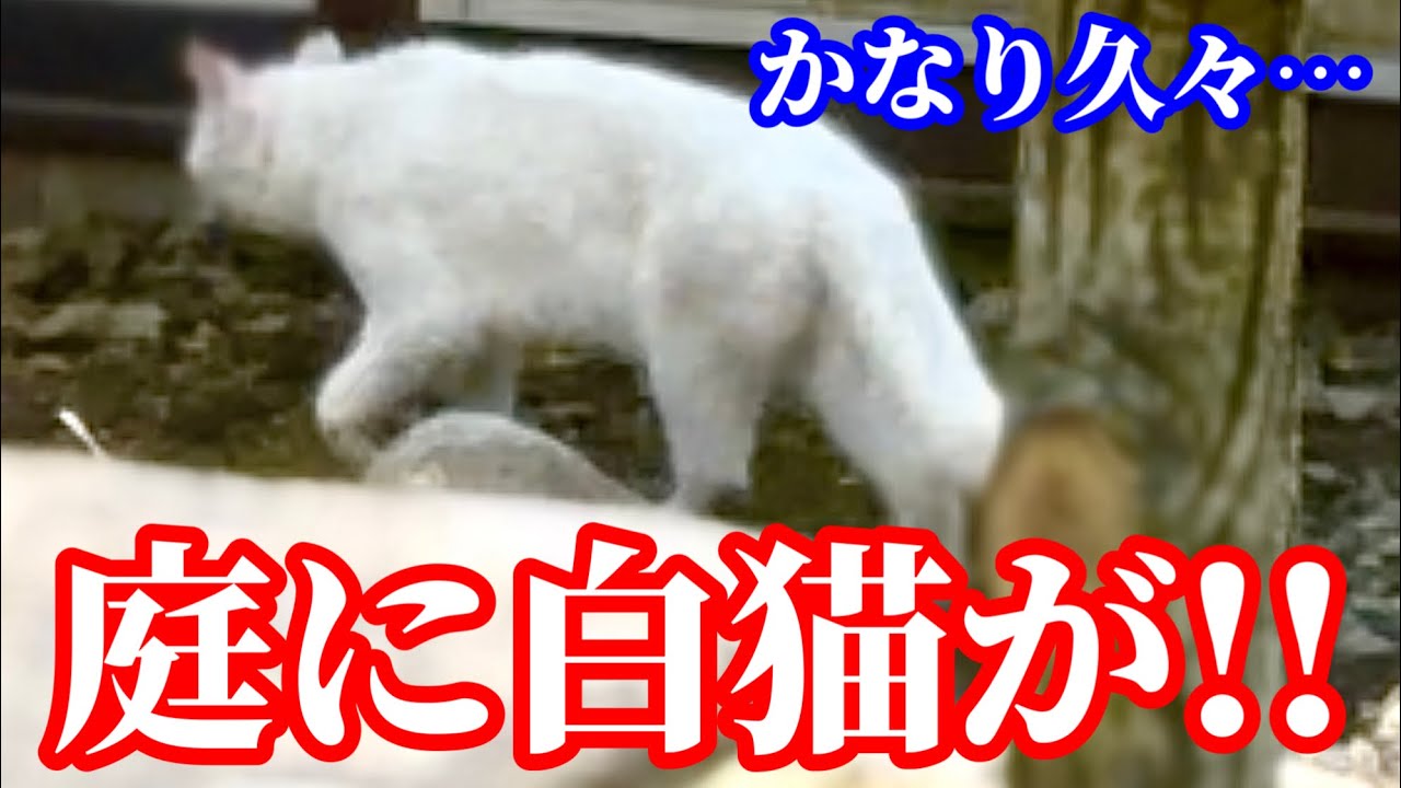 庭に白い猫がいました！！