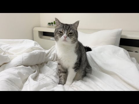 夜中にトイレに行こうとしたら朝だと勘違いして起きちゃった猫がかわいすぎたw