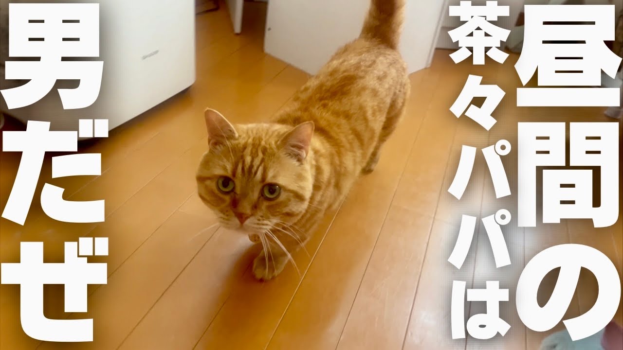 昼間の茶々パパは何かちがう！ #猫 #マンチカン