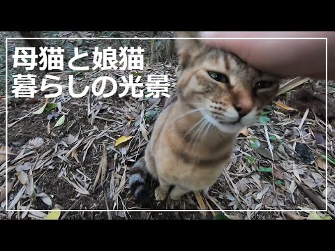 娘猫が夕暮れ時に裏山を駆ける我が家の日常
