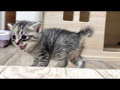姿が見えないと鳴いて探す甘えん坊の子猫【かぐ告兄妹日記#3】Kitten looking for you by meowing when you are not seen.