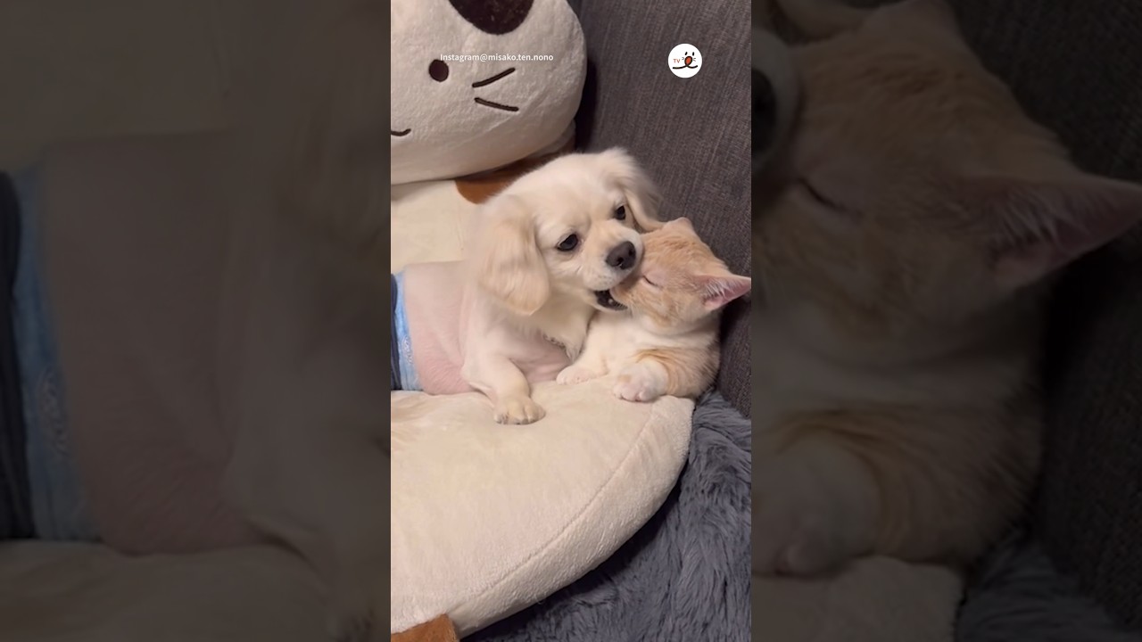 子猫が可愛いあまりに…😍｜PECO #犬と猫 #マンチカン #子猫 #ペキックス #犬と猫のいる暮らし #愛猫家   #munchkin #kitten #dogandcat #catlover