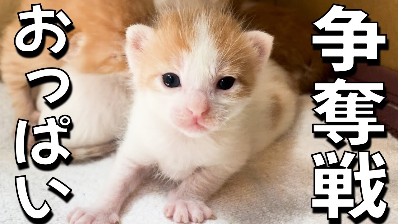 おっぱいを巡る子猫たちの戦い、連敗中の子は成長できるのか…？
