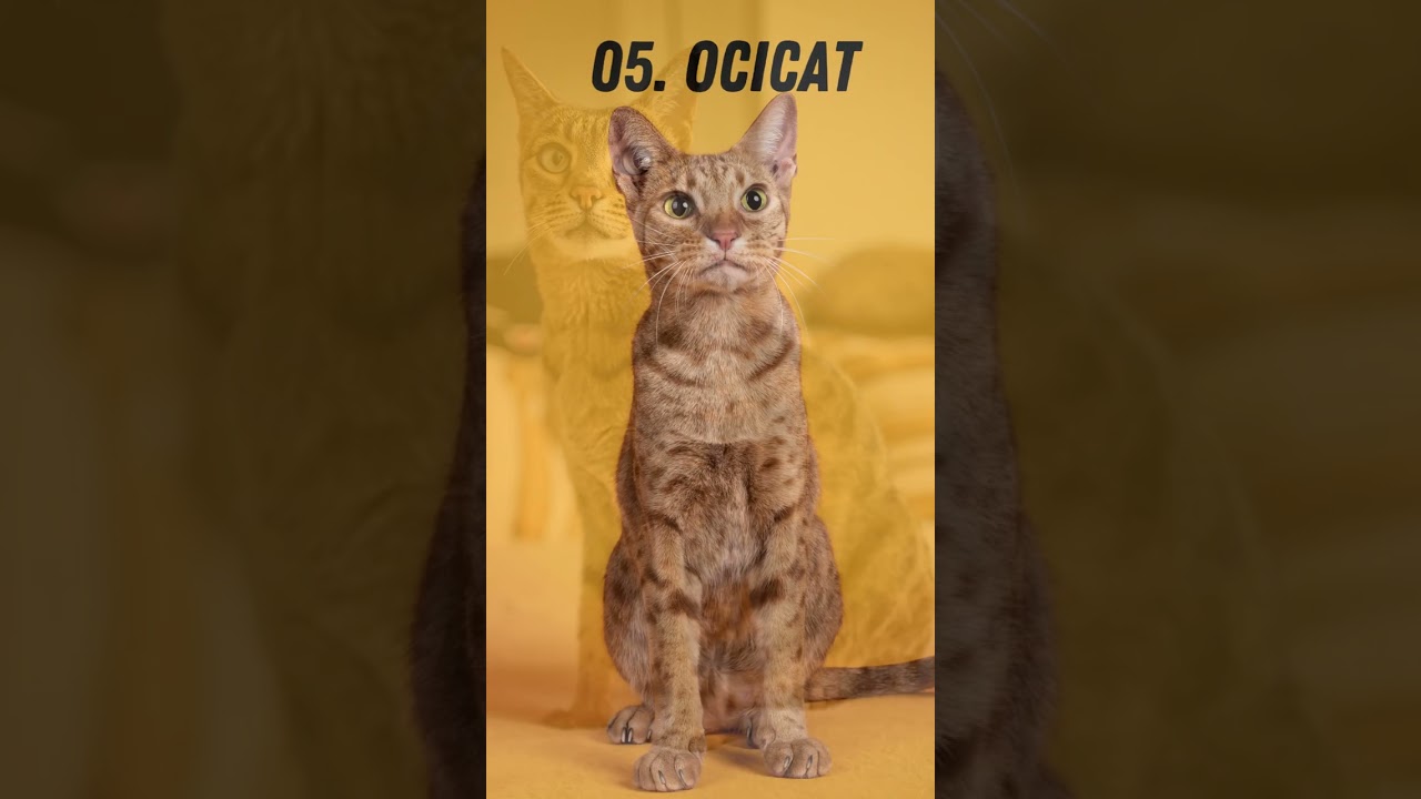 Top 10 Agile Cat Breeds  #shorts #top10 #feline #cats #cat #gbdproductions #furbaby