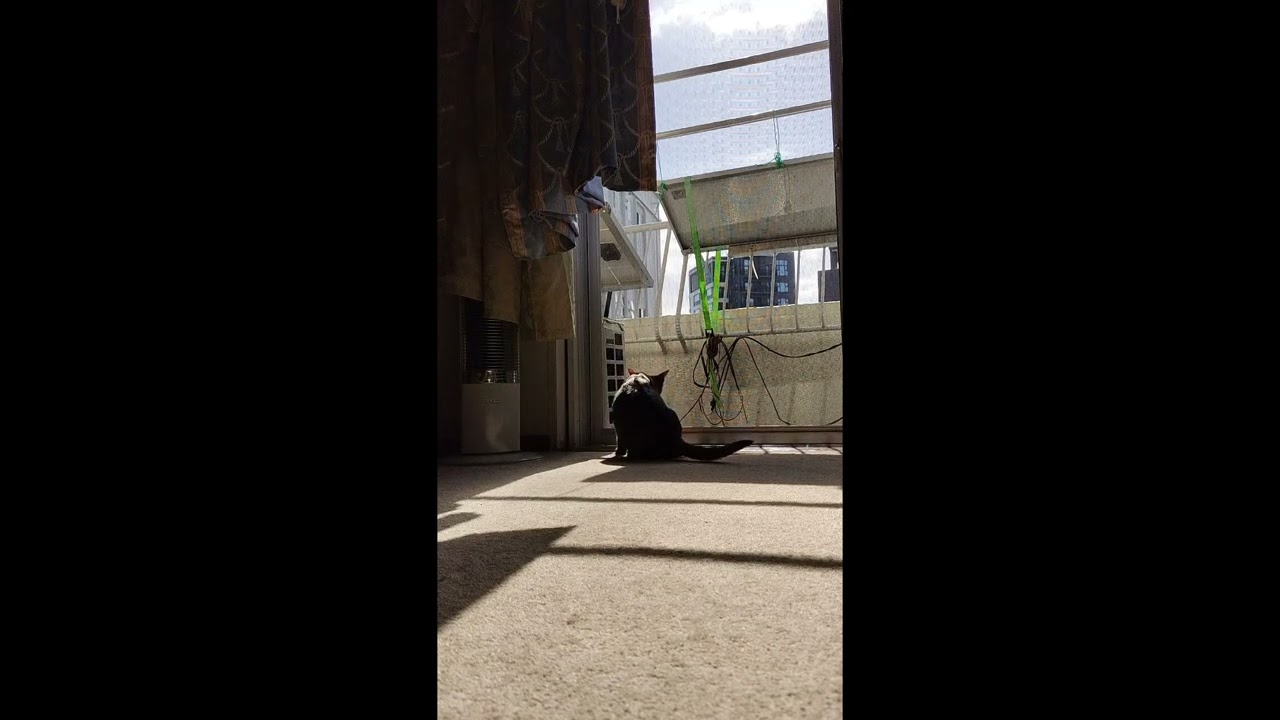 ネコ動画あび＃3570　あびの毎日　アビシニアン　あび
