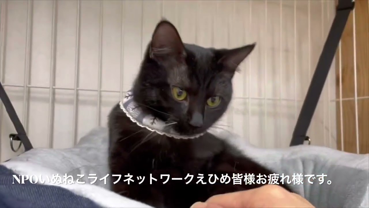 小さな命のリレーが恩返し。グラ君里親へ