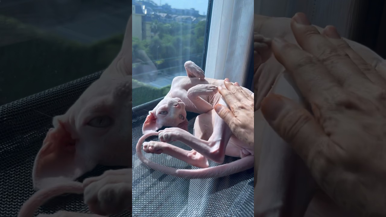 毛のない猫の甘え方が可愛すぎるww【スフィンクス猫】