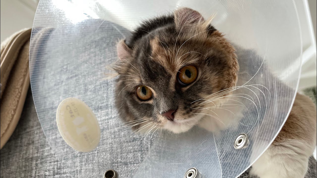 避妊手術後の猫のカラー生活【アメリカンカール】