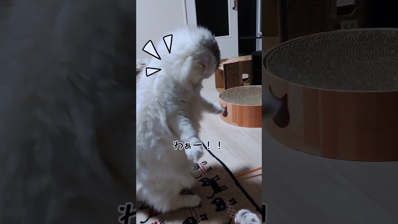 [スコティッシュフォールド] 反応が面白い😸#shorts #スコティッシュフォールド #猫 #cat