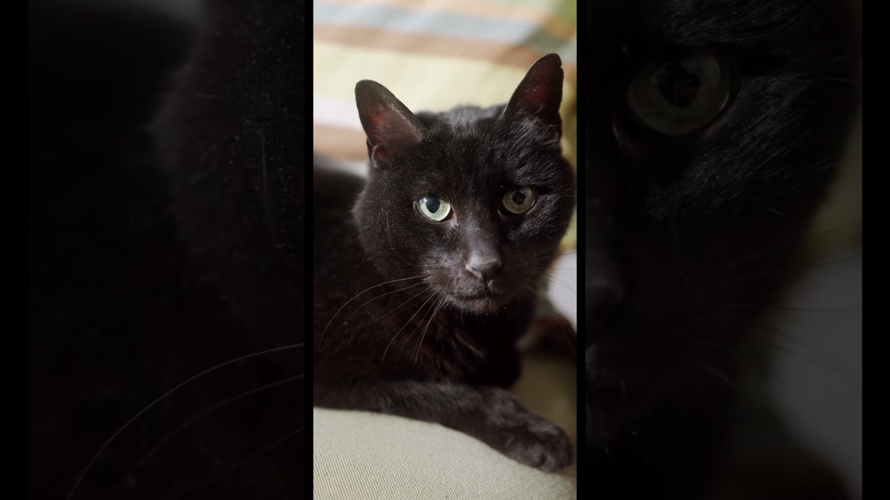Black cat #viral #pets #ytshorts