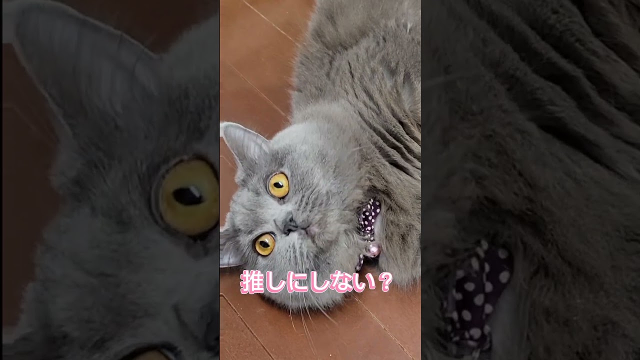 今、推しがいないそこの君！君だ！！【サイベリアン・キキのKIKICHANNEL】#shorts #サイベリアン #猫
