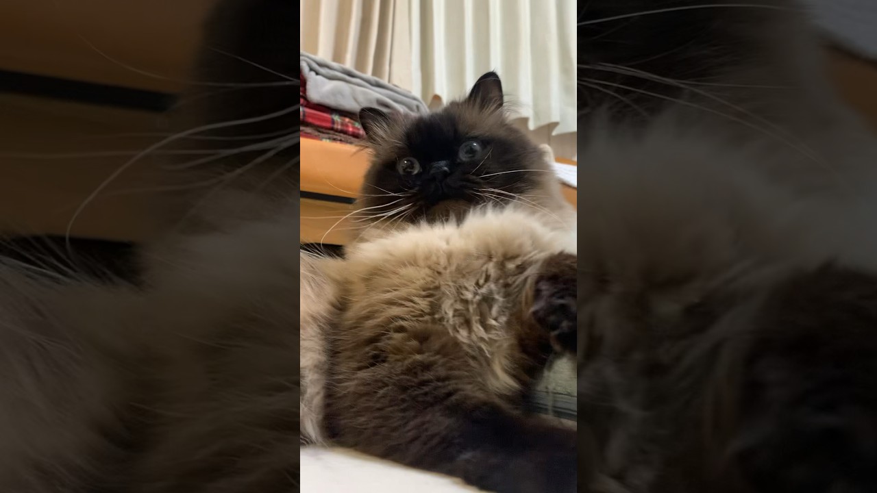 今日の俺 #猫 #ヒマラヤン #猫のいる生活 #shorts