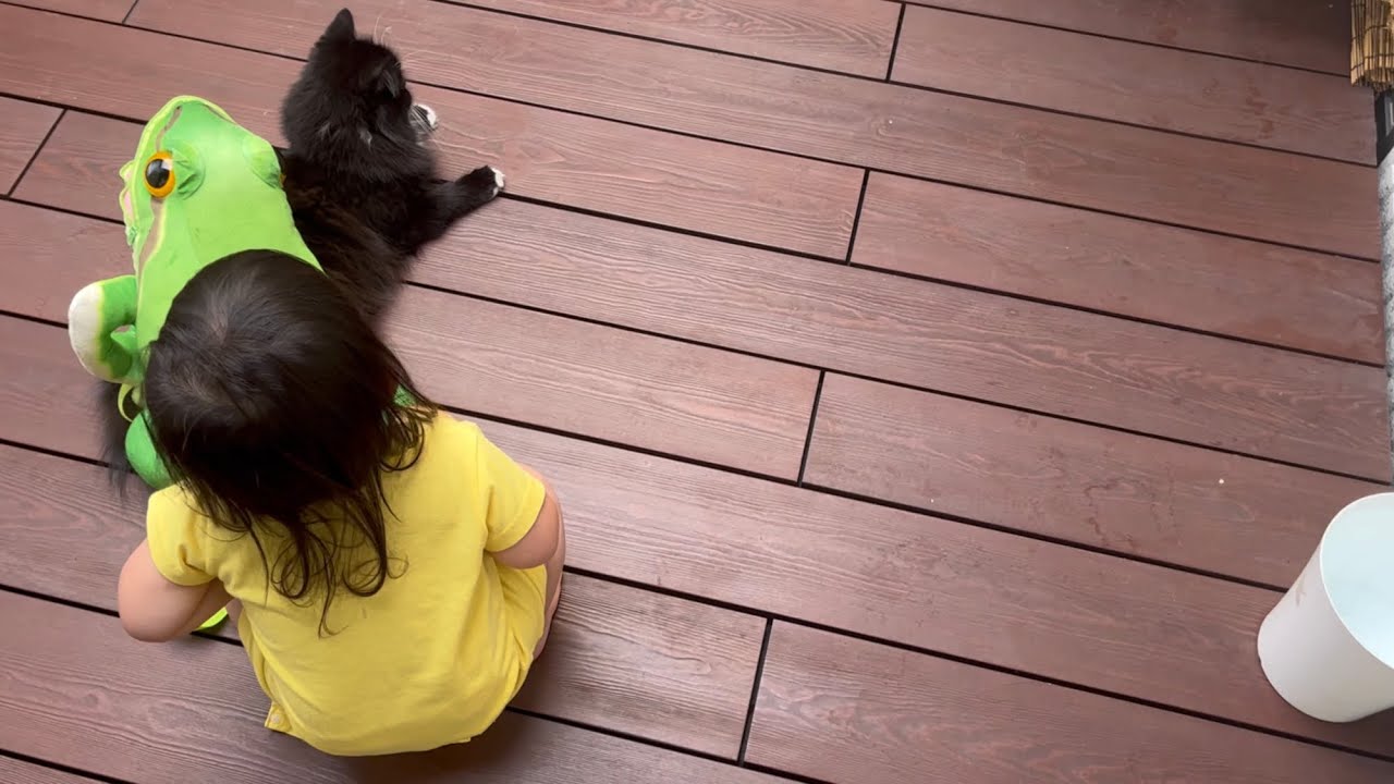 カエルを背負わされる猫　ラガマフィン　A cat that is mischievous from a two -year -old child