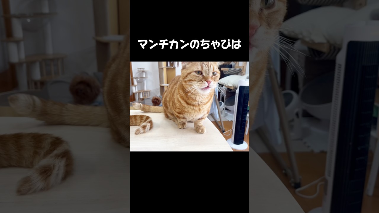 マンチカンのちゃびは知っている #猫 #マンチカン #shorts