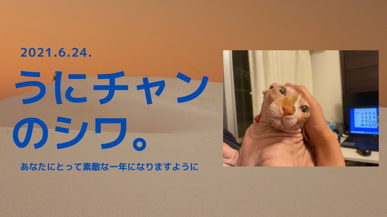 「シックスパック」スフィンクス　猫　"Six pack" Sphynx cat
