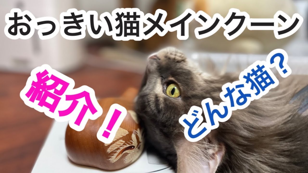 メインクーンの特徴を紹介します【メインクーン】