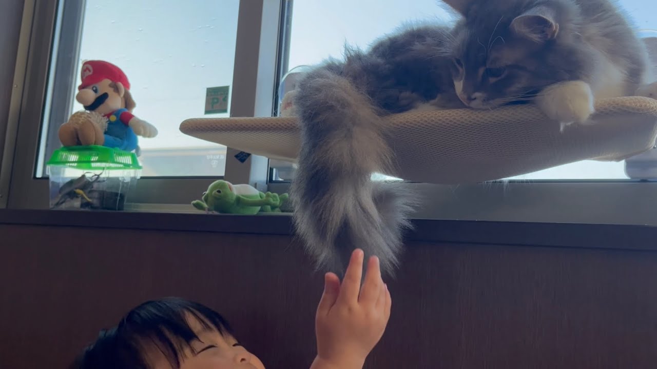 ハンモックでくつろいでいると下からお肉を触られる猫　ノルウェージャンフォレストキャット　Cat relaxing in a hammock