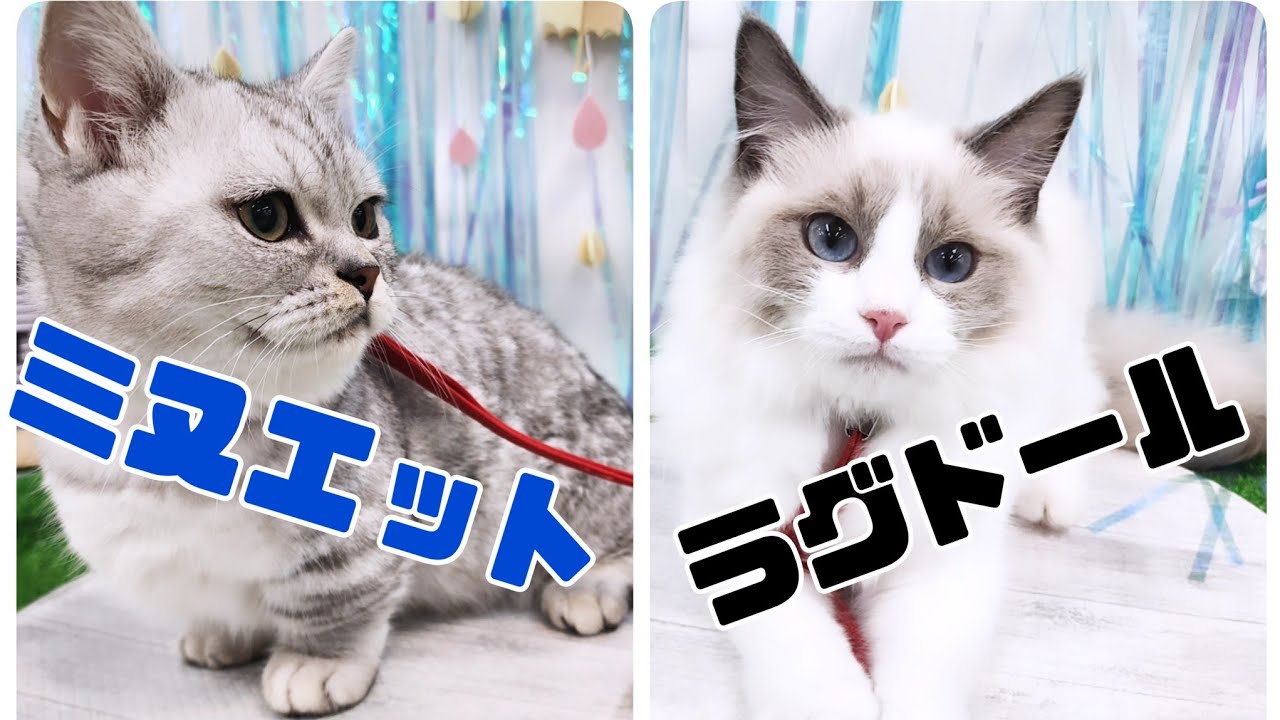 【ラグドール&ミヌエット】初めての広いお部屋！