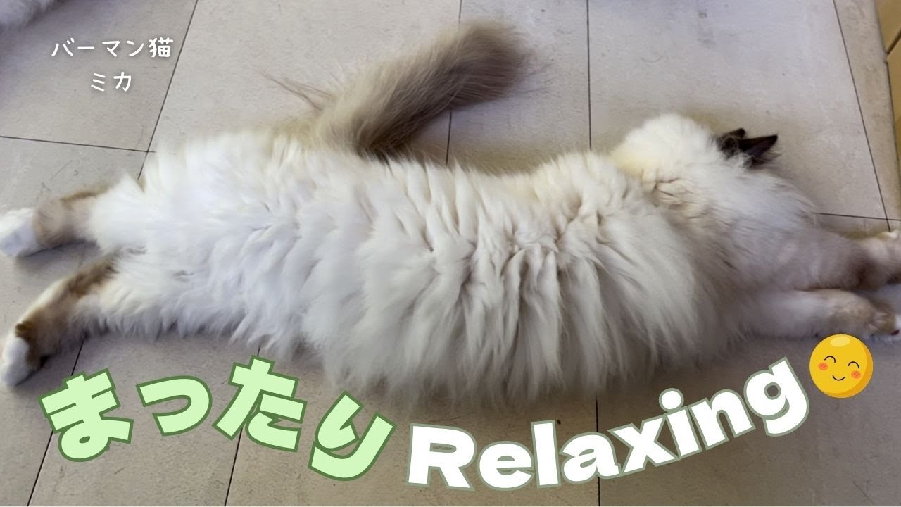 バーマン猫ミカとラフとウリ【まったり】Relaxing（バーマン猫）Birman/Cat