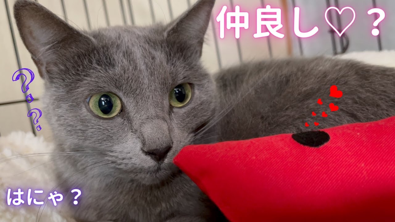 【猫ロシアンブルー】茶番💦オラつきエビさん の恋心は そら に届かない