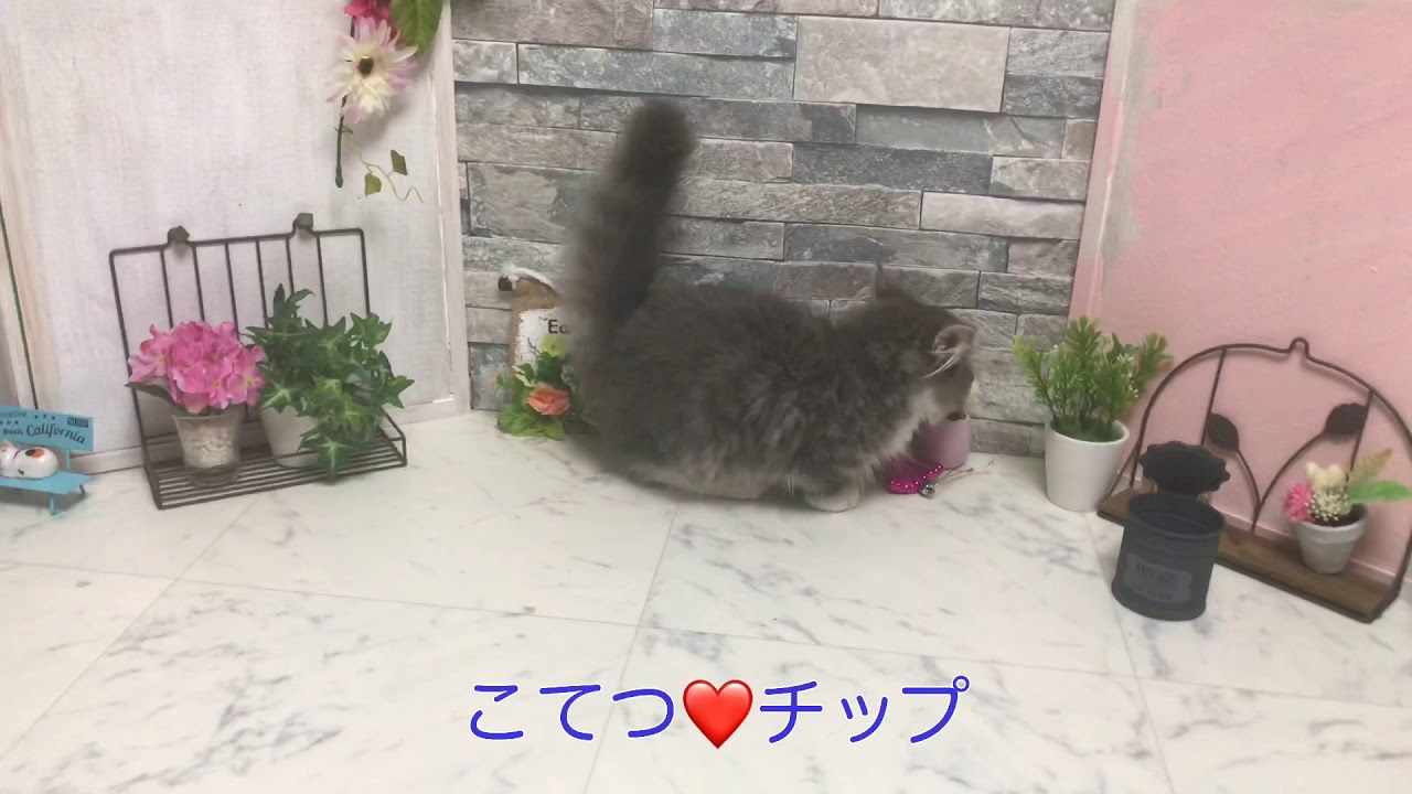 【ナナハチ’s ROOM】短足マンチカン☆ロングヘア  ブルータビー＆ホワイトの男の子 20190828