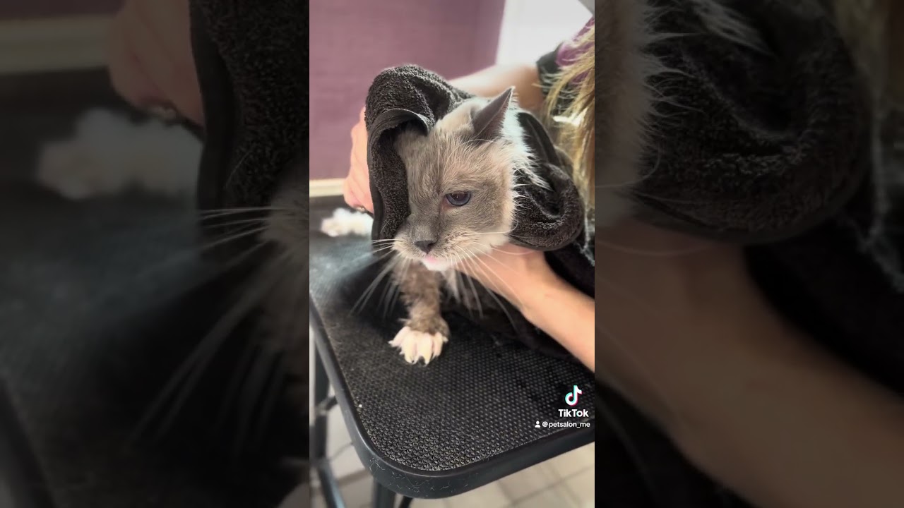 ラグドールのミッシェルちゃんが来てくれました　京都市南区　ペットサロンみぃ〜