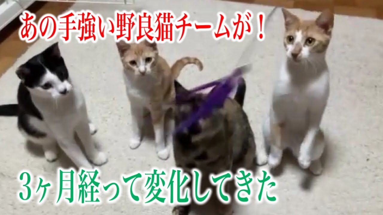 【猫パンチ炸裂の野良猫達】手強い野良猫達を保護して3ヶ月半の変化