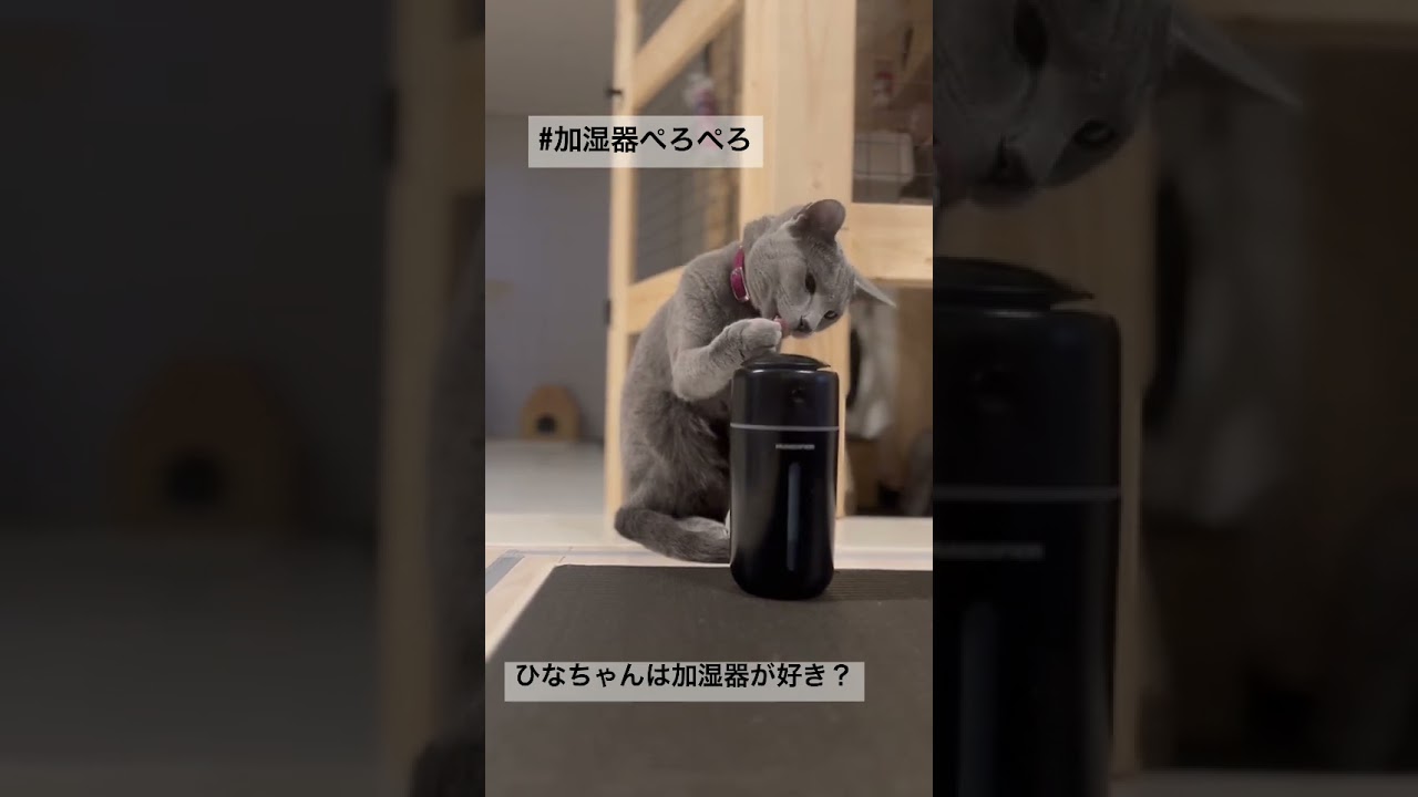 【ロシアンブルー】ひなちゃんと加湿器