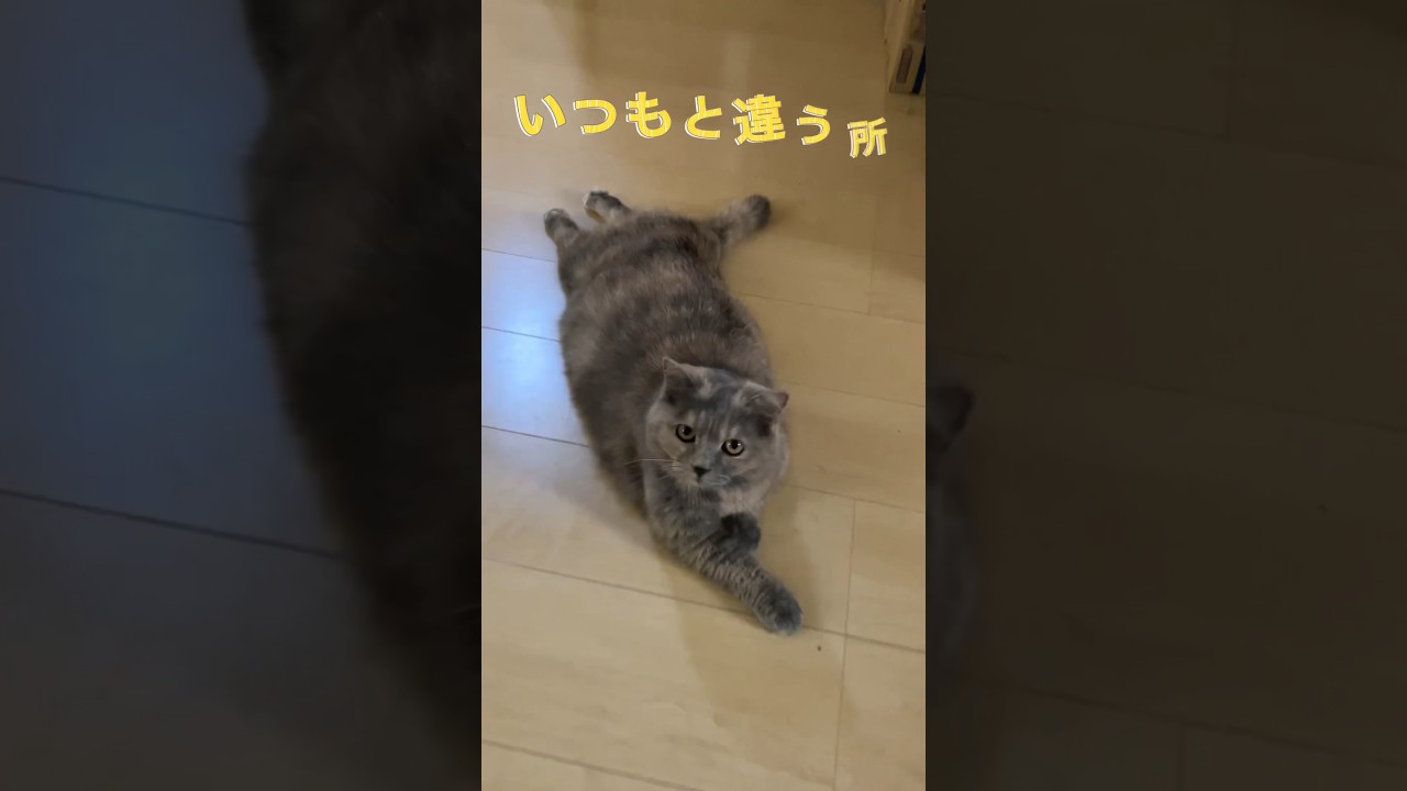 じちゅわ〜 #cat #shorts #スコティッシュフォールド #猫 #いつもと違うところ