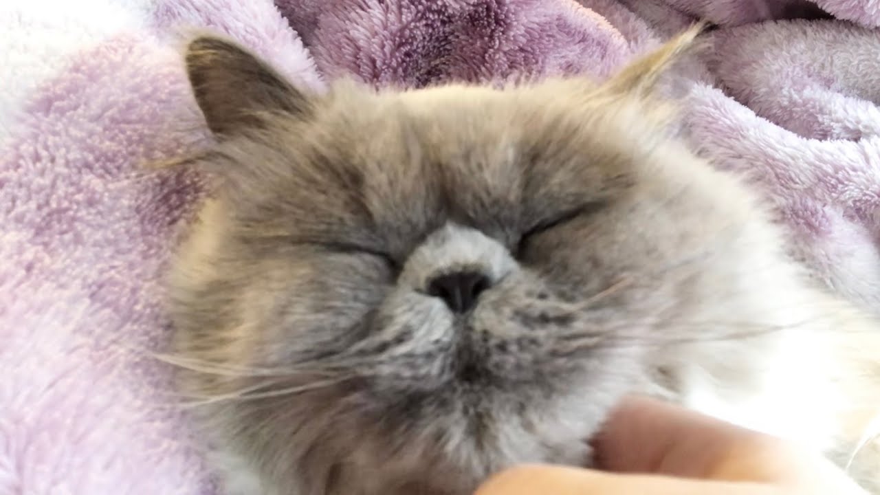 猫と一緒にまったり過ごす午前中[ヒマラヤン]／Spend relaxing time with the cat in the morning.[Himalayan]