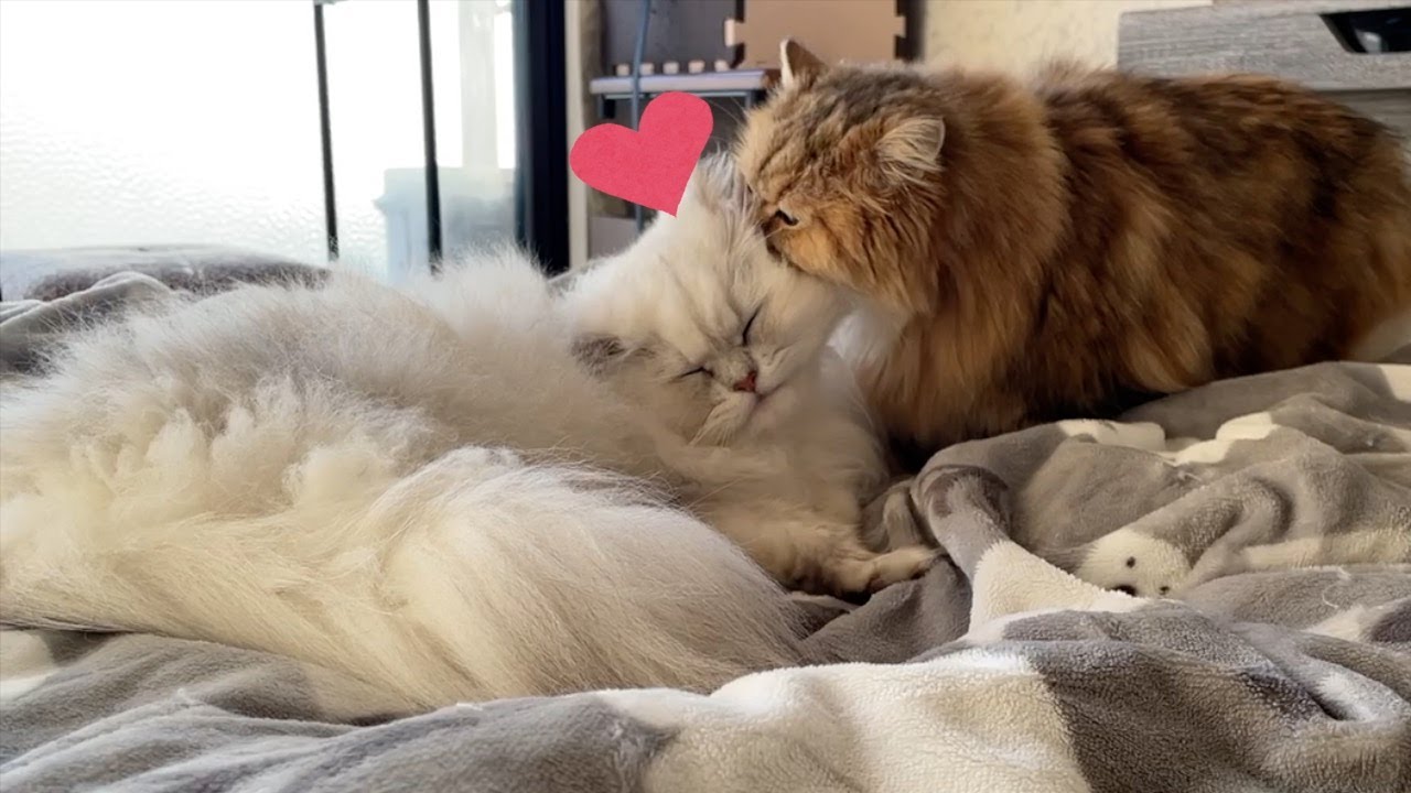 【ペルシャ猫】去勢避妊しても⁉️春から梅雨へ☔️季節の変わり目のペルシャ猫たち