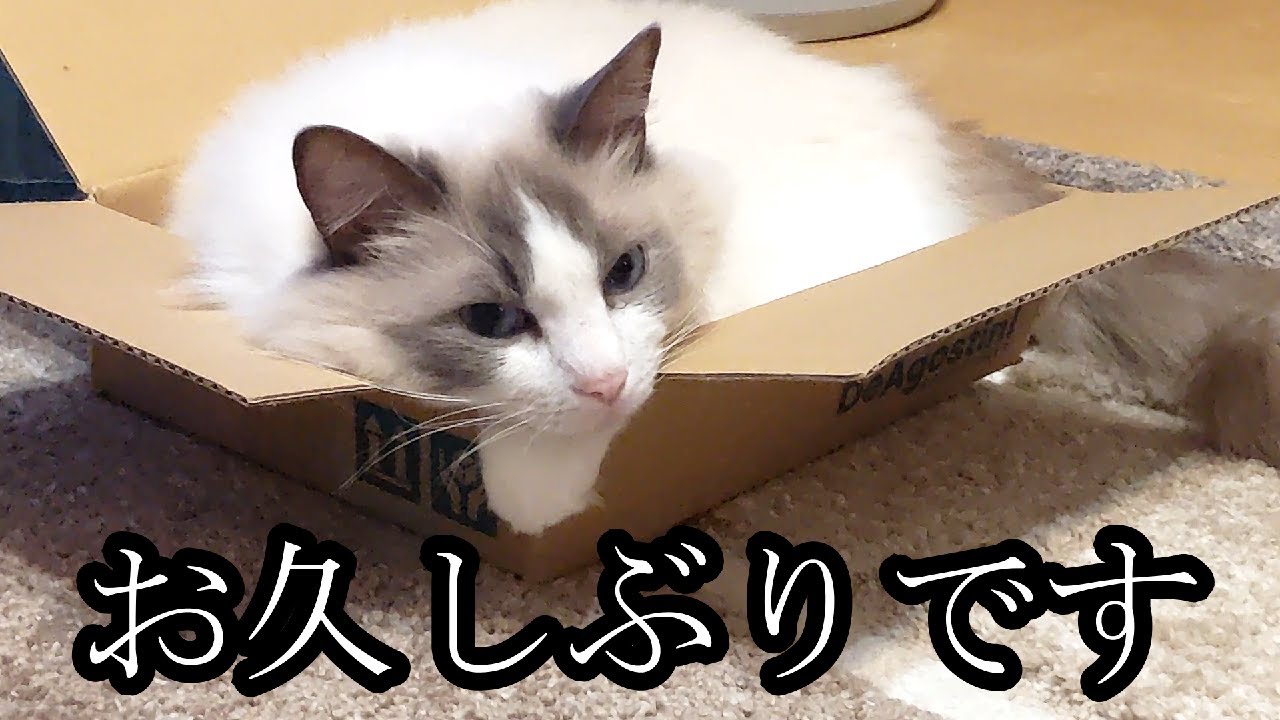 【ラグドール】1ヶ月ぶりの動画更新です