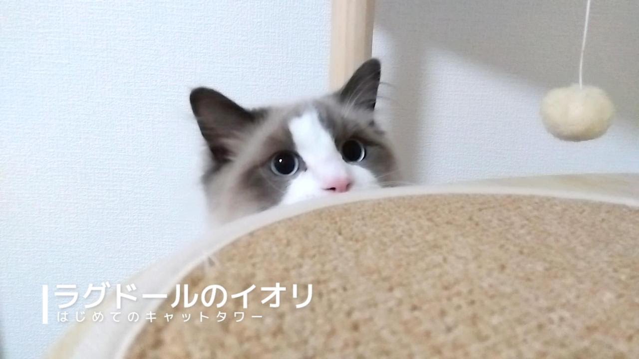 【ラグドール】はじめてのキャットタワー