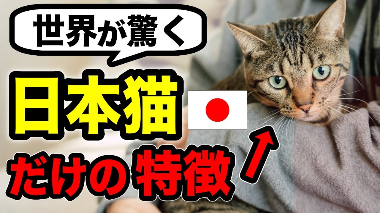世界が驚く！日本猫だけが持つ魅力を獣医師が解説します