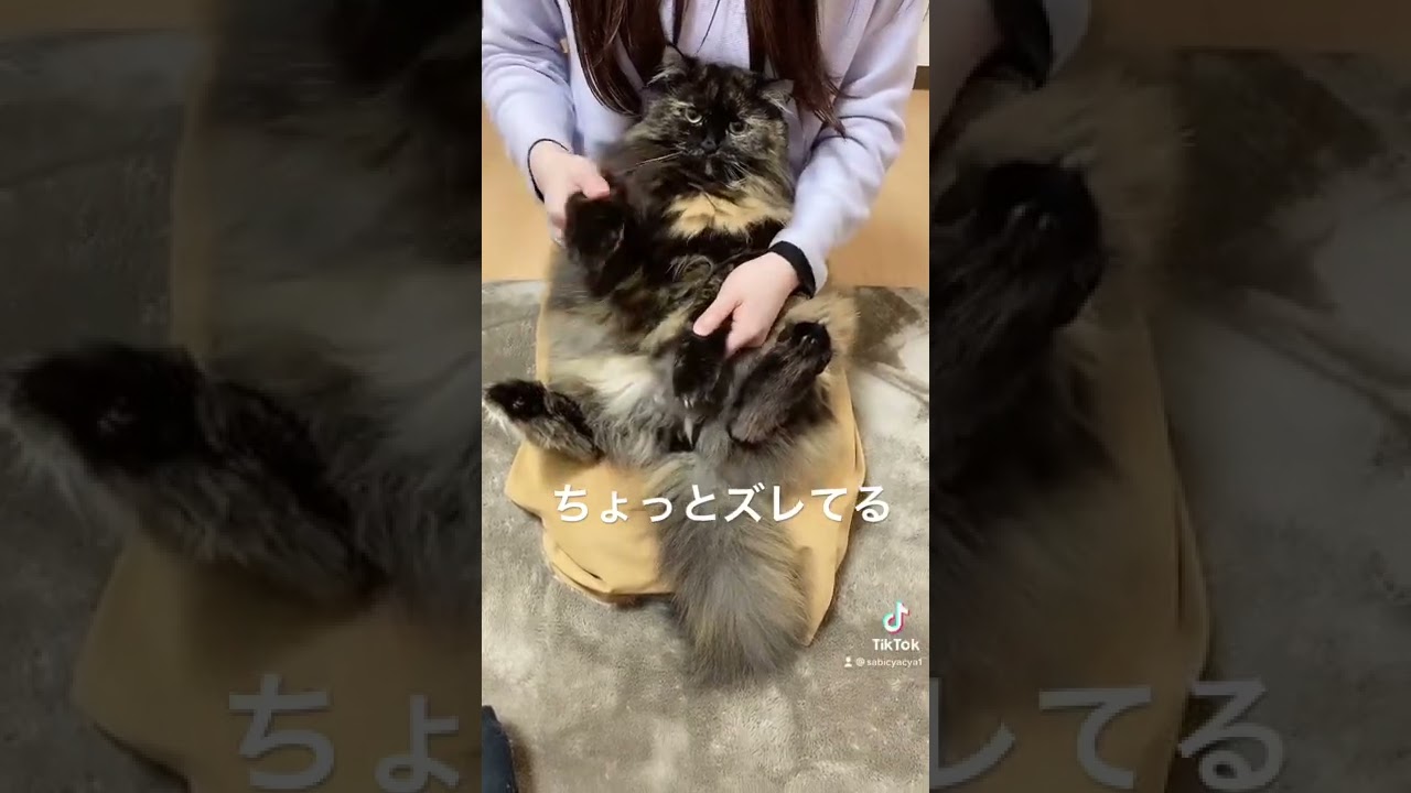 極楽浄土ねこ【ラガマフィン】