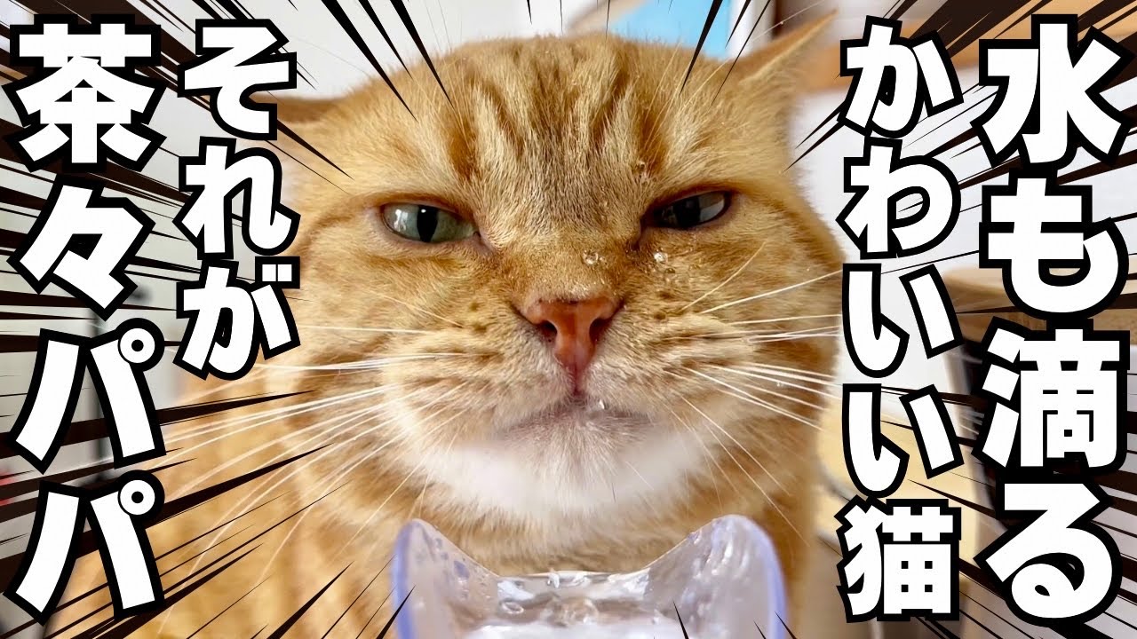顔をびしょびしょにしながら水を飲む猫 #マンチカン