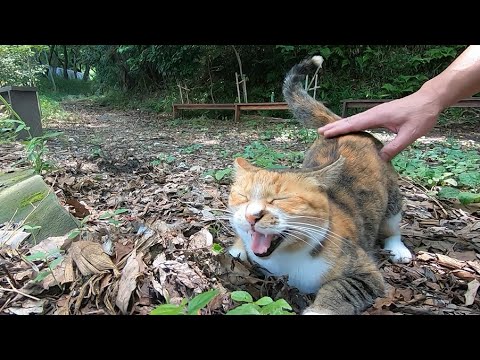 姉猫が散歩に来て面白くない妹猫がいじけます