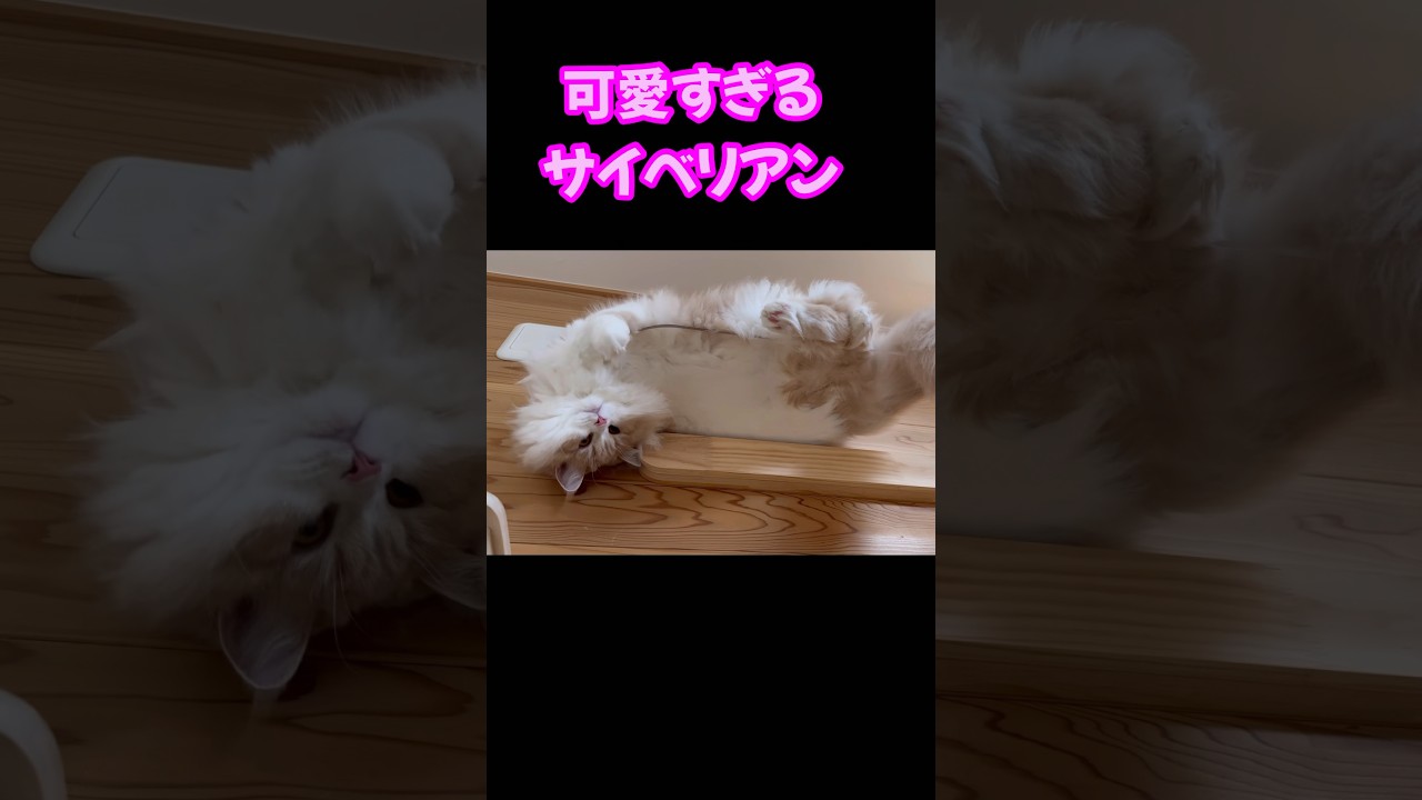 もふもふサイベリアンは可愛すぎた　#shorts