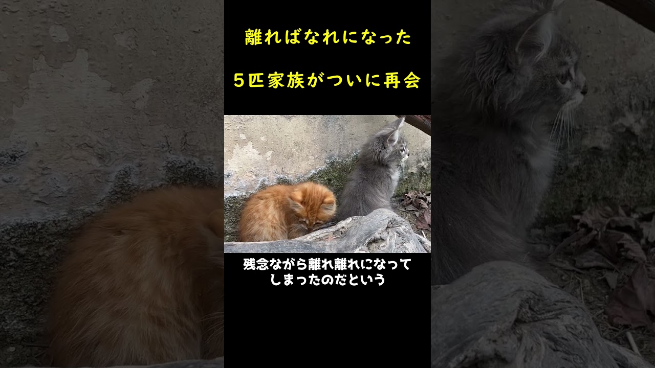 離れ離れになった5匹の猫家族がついに再会！！