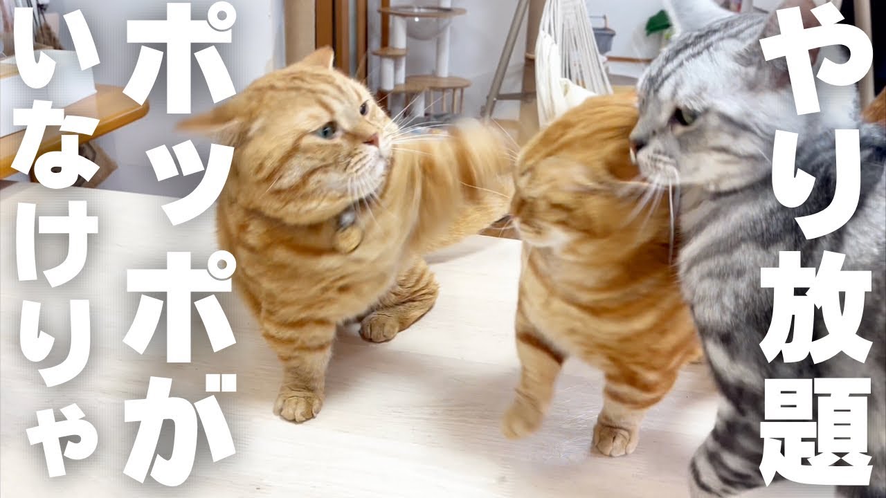 ポッポがいなけりゃぼくの天下なのん！ #猫 #マンチカン