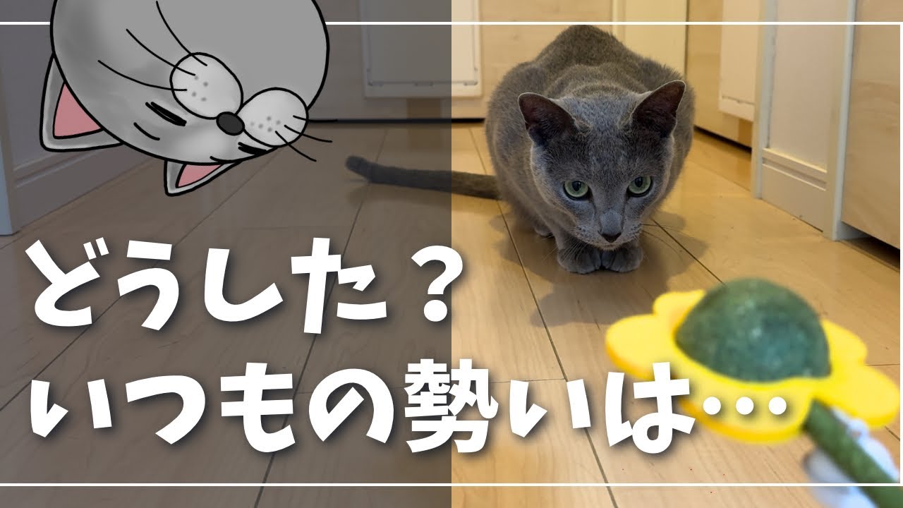 またたび固めた猫じゃらしを与えたのだが…【ロシアンブルー】猫