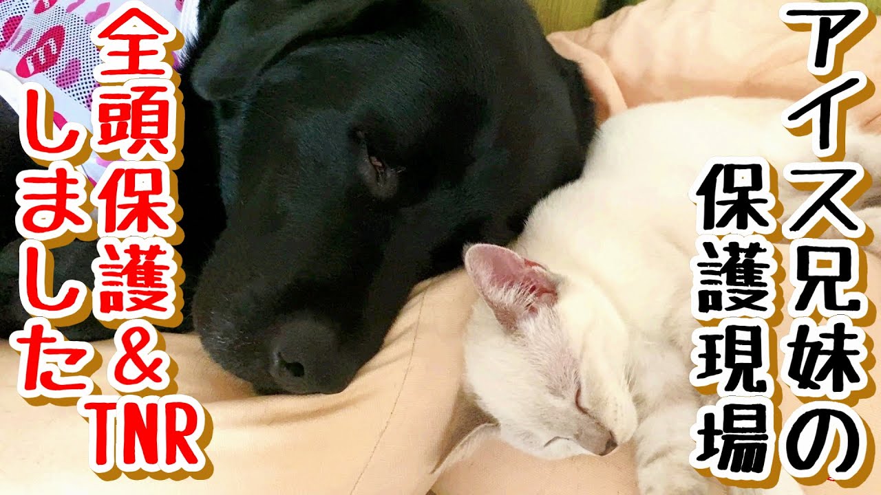 【子猫 保護】路上でアイスを食べていた子猫の兄妹全頭保護！＋おまけコーナー