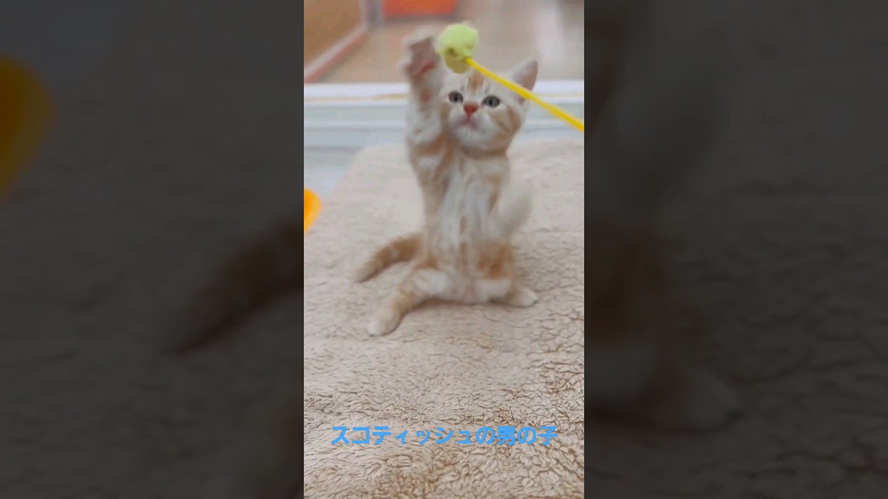 看板猫みたらしちゃんとあめくんの子です！#スコティッシュフォールド #スコティッシュフォールド子猫 #スコティッシュフォールド立ち耳