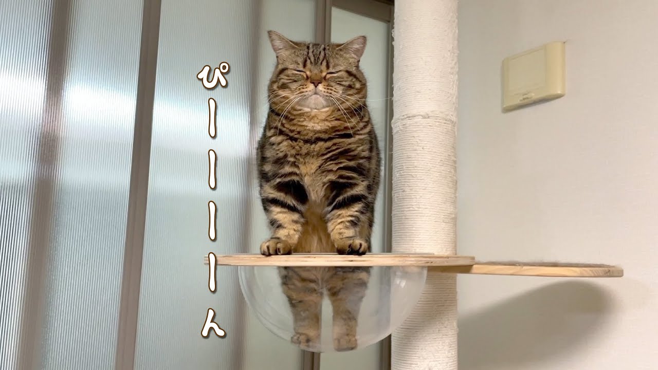 面倒くさそうに起き上がる猫が可愛すぎる…！
