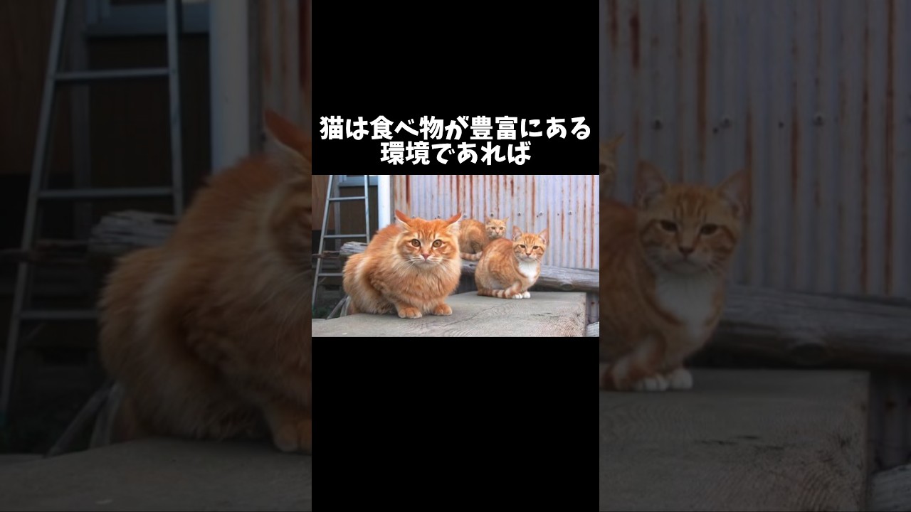 98%の人が絶対に知らない猫に関する雑学・豆知識Part29