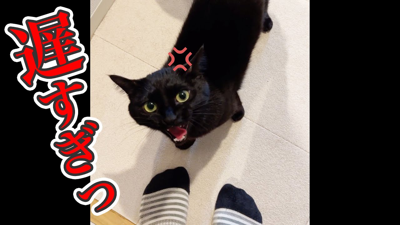 帰宅したら、猫にブチギレられました…