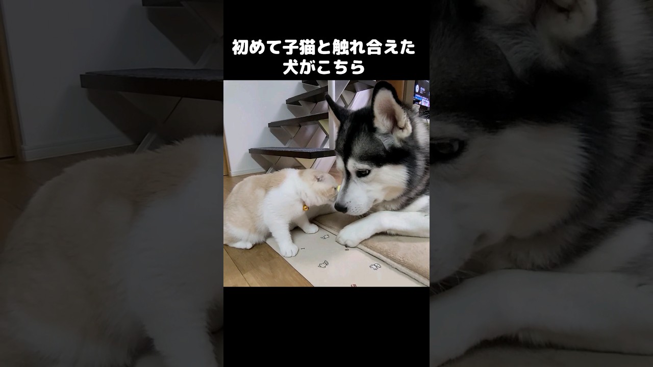 初めて子猫と触れ合えた犬が嬉しくてしかたない様子#shorts