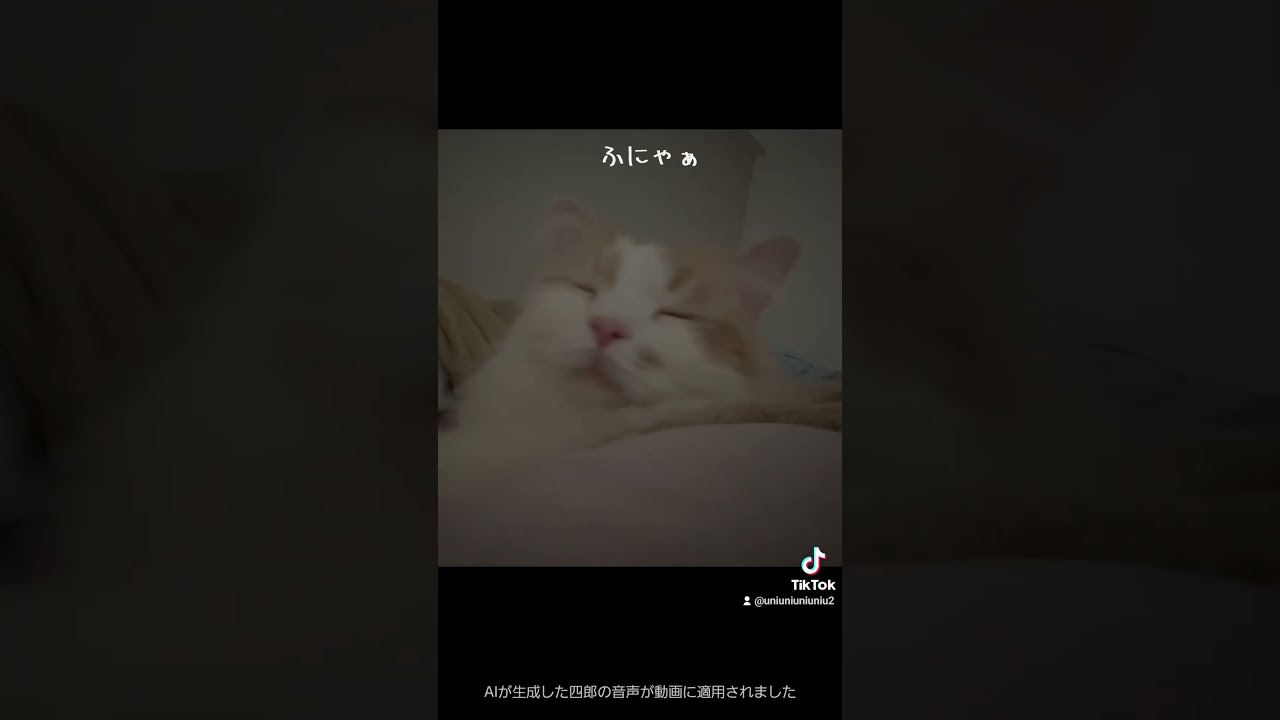明け方の甘えん坊ねこ  #猫のいる暮らし #cat #ラガマフィン
