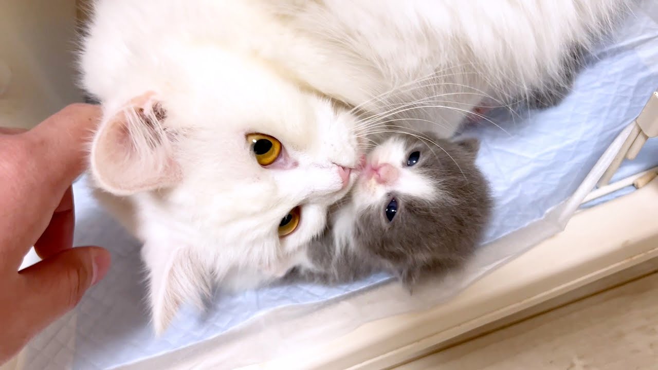 【マンチカンの子猫】ママも含めて甘えん坊なネコ家族な件 ～猫のいる生活Vol.967～出産動画 マンチカン短足・ミヌエット・ペルシャ猫専門ブリーダー『ペット蔵人』【子猫の成長記録】