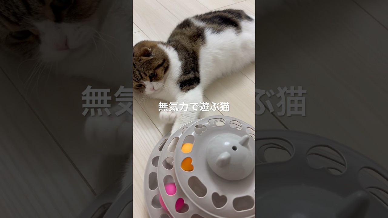 【スコティッシュフォールドスコ太郎】無気力で遊ぶスコ太郎#可愛い #猫のいる暮らし #猫 #スコティッシュフォールド #猫の日常 #cat